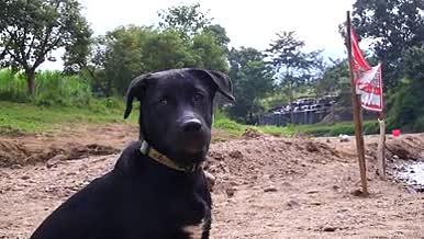 狗二黑热带动物黑色犬类视频的预览图
